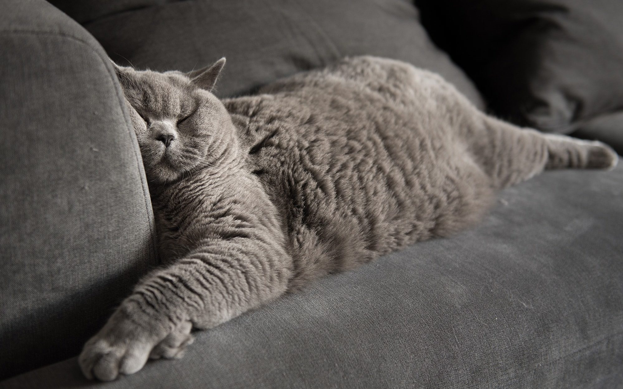 Cat sleeping on couch